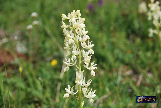 orchis provincialis.JPG